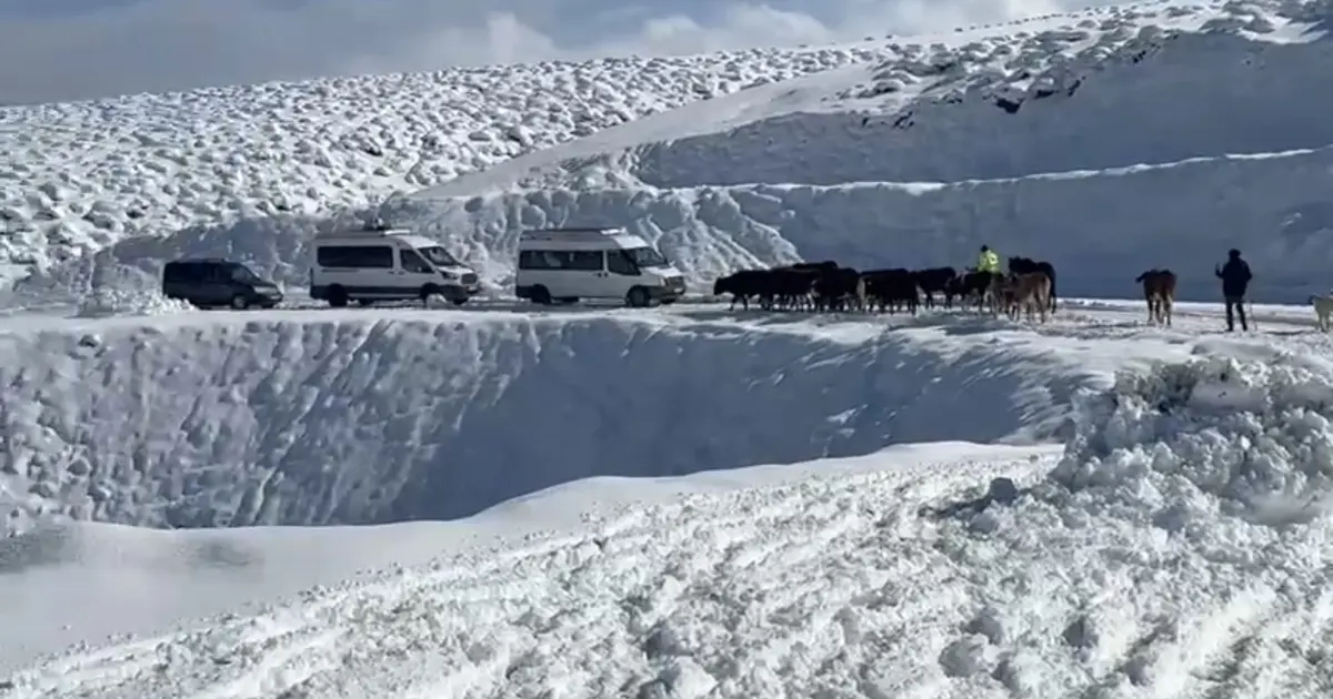 Muş’ta yoğun kar yağışı etkili oldu