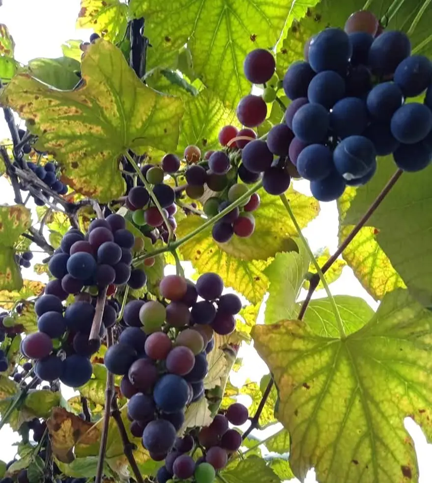 "Çüme" tok tutup, kan yapıyor: Kışın enerji vermesi için saklanıyor 3 "Çüme" tok tutup, kan yapıyor: Kışın enerji vermesi için saklanıyor 3
