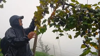 "Çüme" tok tutup, kan yapıyor: Kışın enerji vermesi için saklanıyor