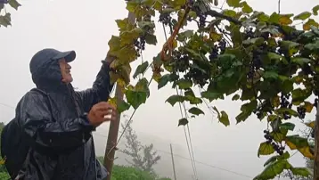 Rize'nin "çüme"si tok tutup, kan yapıyor: Kışın enerji vermesi için saklanıyor