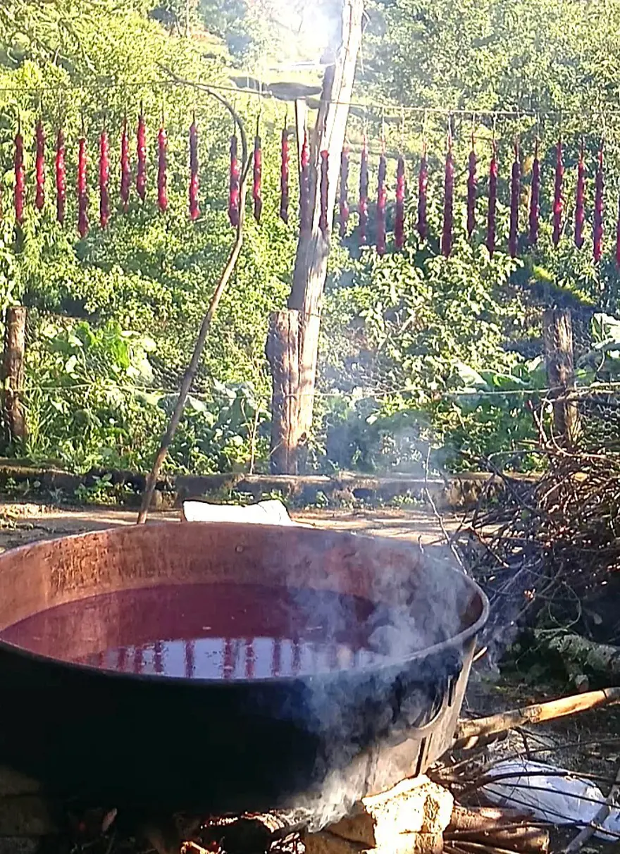 "Çüme" tok tutup, kan yapıyor: Kışın enerji vermesi için saklanıyor "Çüme" tok tutup, kan yapıyor: Kışın enerji vermesi için saklanıyor