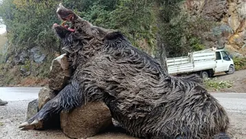 Trabzon&#x27;da 300 kiloluk domuz yakalandı