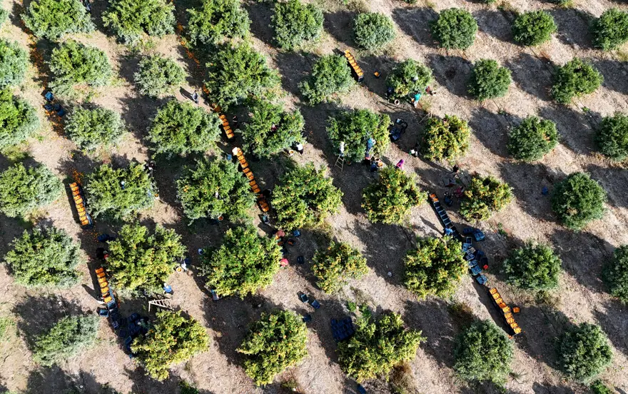 Hepsi dalında kaldı: 1 kilosu 3 liraya kadar düştü 3