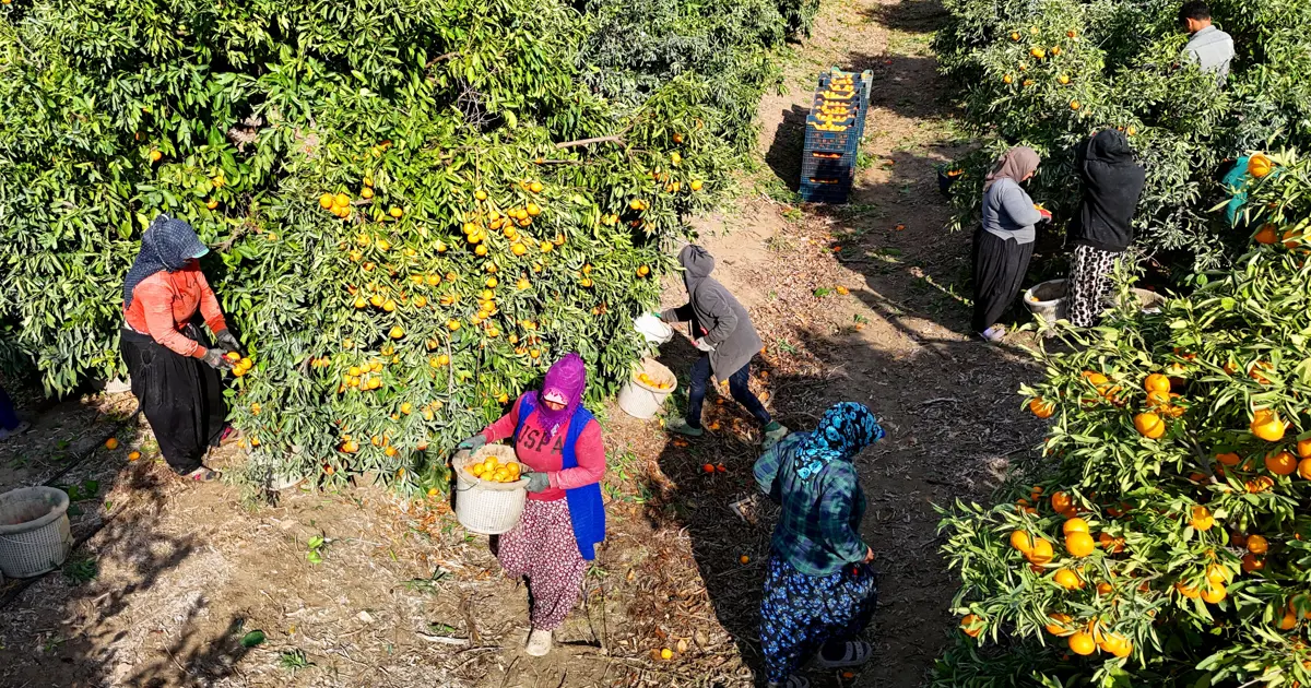 Hepsi dalında kaldı: 1 kilosu 3 liraya kadar düştü