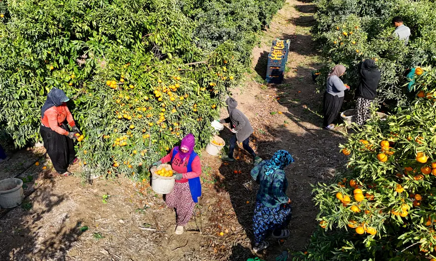 Hepsi dalında kaldı: 1 kilosu 3 liraya kadar düştü 2