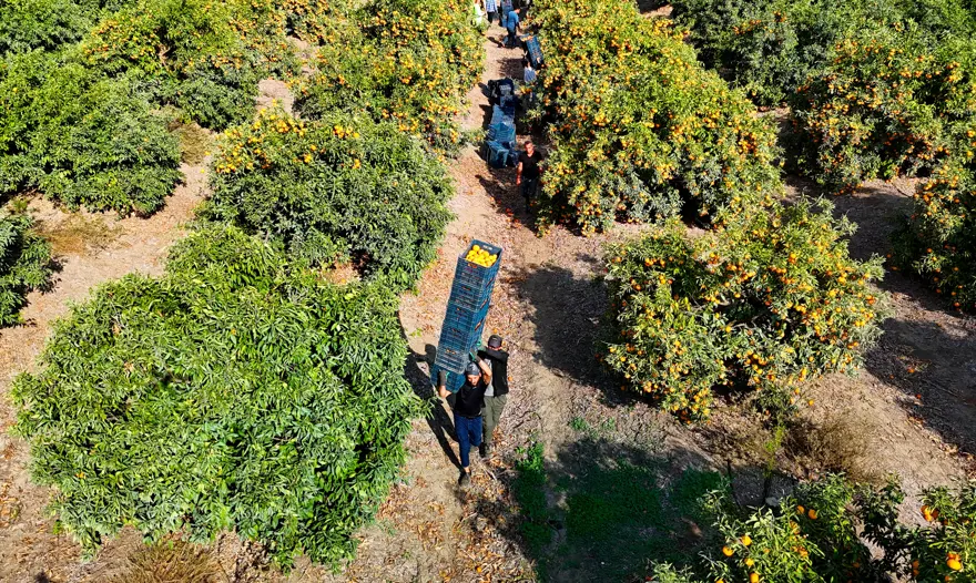 Hepsi dalında kaldı: 1 kilosu 3 liraya kadar düştü 
