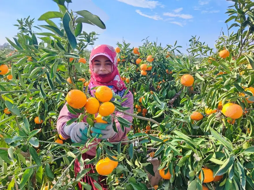 Hepsi dalında kaldı: 1 kilosu 3 liraya kadar düştü 4
