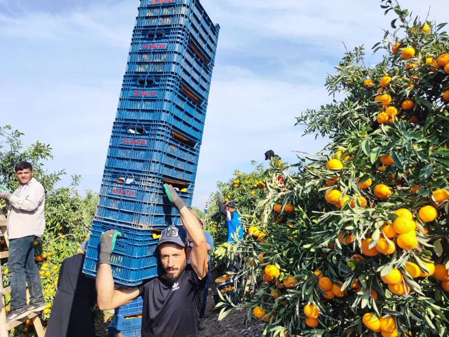 Hepsi dalında kaldı: 1 kilosu 3 liraya kadar düştü 5