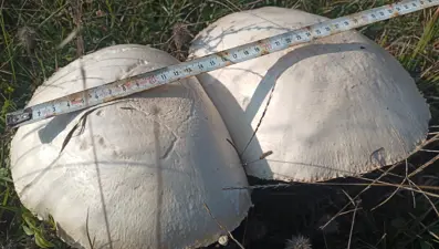 Dev mantar görenleri şaşırttı