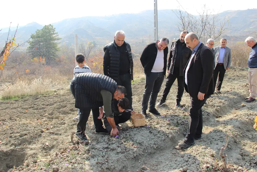 Kilogramı 600 bin TL'yi buluyor... Denemek için ekmişti, dünyanın en pahalı bitkisini yetiştirdi 