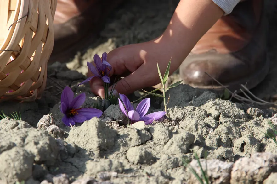Kilogramı 600 bin TL'yi buluyor... Denemek için ekmişti, dünyanın en pahalı bitkisini yetiştirdi 2