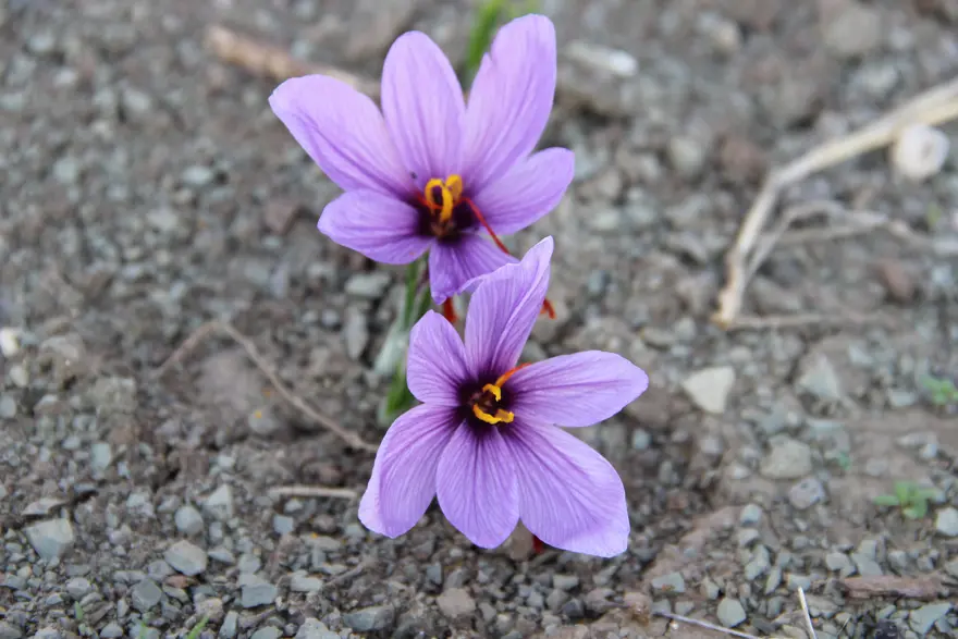 Kilogramı 600 bin TL'yi buluyor... Denemek için ekmişti, dünyanın en pahalı bitkisini yetiştirdi 3