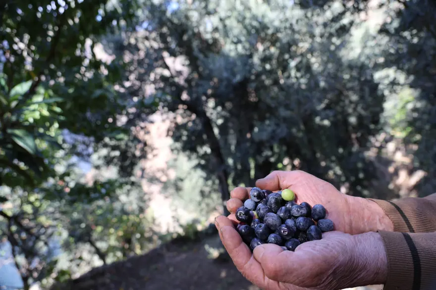 Merdivenle çıkıp elle topluyorlar. 3 çeşit ayrılıyor, yoğun talep var 5