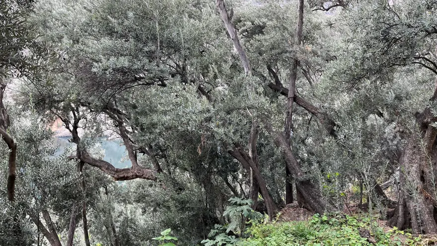 95 YAŞINDA ZEYTİN HASADINA KATILIYOR

 3