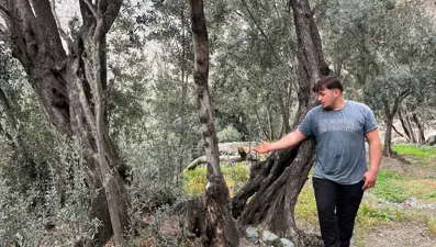 Merdivenle çıkıp elle topluyorlar. 3 çeşit ayrılıyor, yoğun talep var