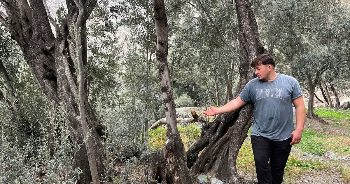 Merdivenle çıkıp elle topluyorlar. 3 çeşit ayrılıyor, yoğun talep var