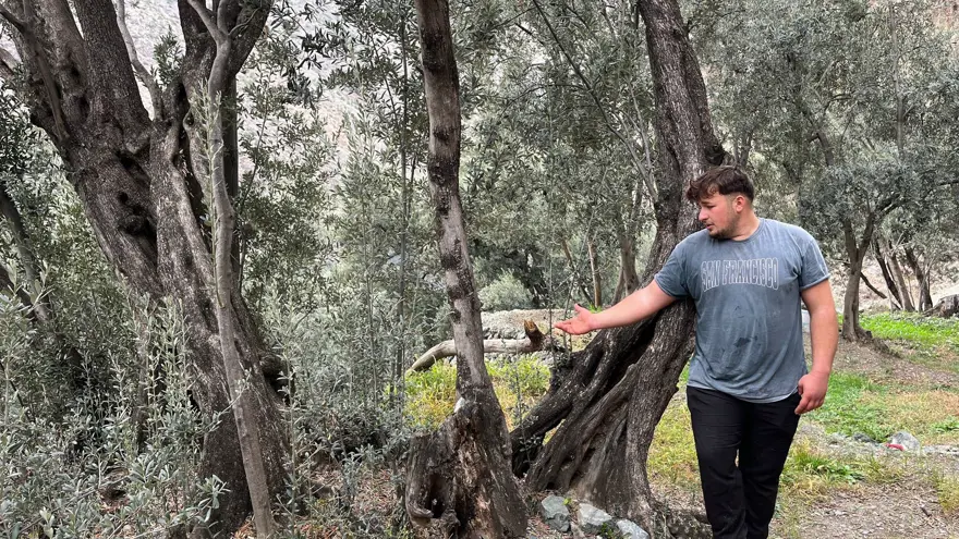 Merdivenle çıkıp elle topluyorlar. 3 çeşit ayrılıyor, yoğun talep var 4