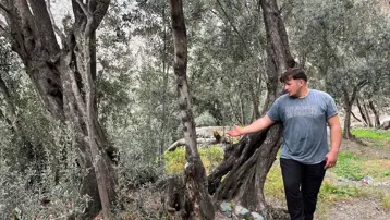 Merdivenle çıkıp elle topluyorlar. 3 çeşit ayrılıyor, yoğun talep var