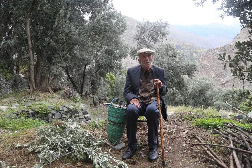 Merdivenle çıkıp elle topluyorlar. 3 çeşit ayrılıyor, yoğun talep var 