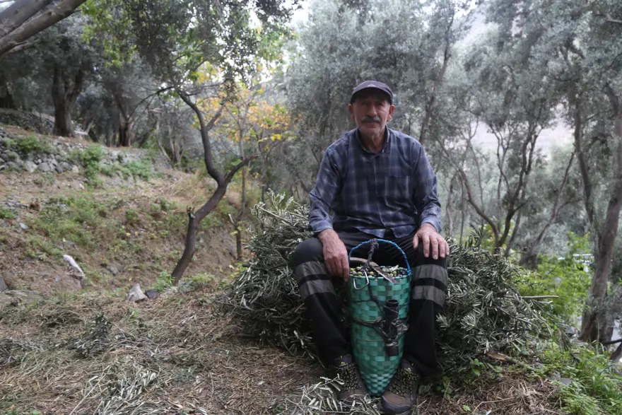 Merdivenle çıkıp elle topluyorlar. 3 çeşit ayrılıyor, yoğun talep var 1
