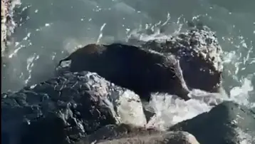 Ordu&#x27;da yaban domuzu denize girdi