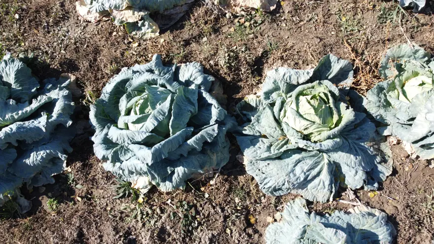 30 yıldır geçim kaynağı: Hasadı başladı, tarladan isteyen alıyor 