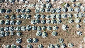 30 yıldır geçim kaynağı: Hasadı başladı, tarladan isteyen alıyor