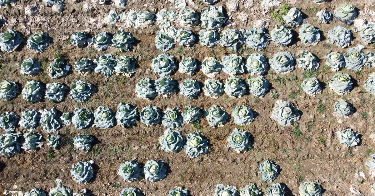 30 yıldır geçim kaynağı: Hasadı başladı, tarladan isteyen alıyor