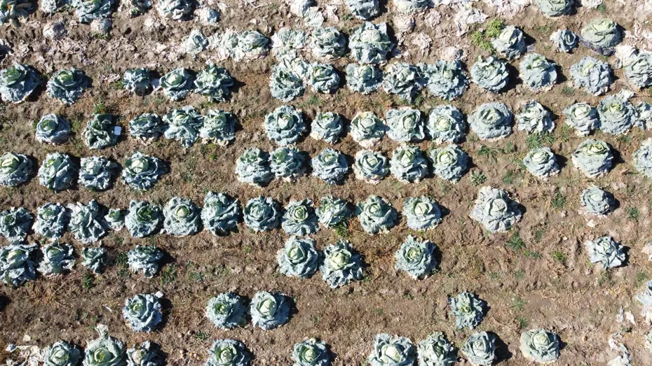 30 yıldır geçim kaynağı: Hasadı başladı, tarladan isteyen alıyor