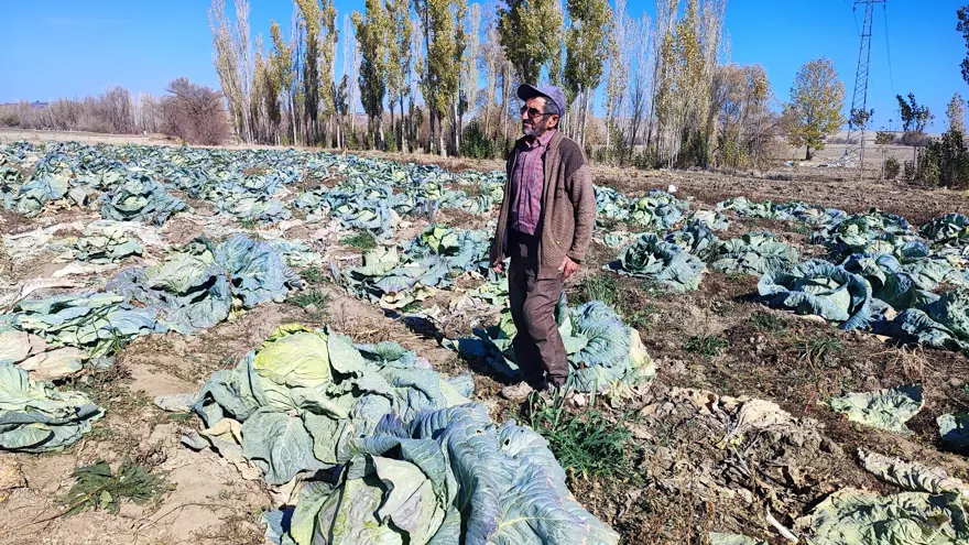 30 yıldır geçim kaynağı: Hasadı başladı, tarladan isteyen alıyor 1