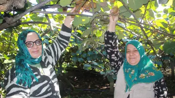 6 bin 200 ton rekolte bekleniyor: Ekonomiye katkısı 500 milyon TL