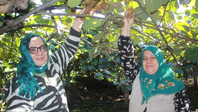 6 bin 200 ton rekolte bekleniyor: Ekonomiye katkısı 500 milyon TL