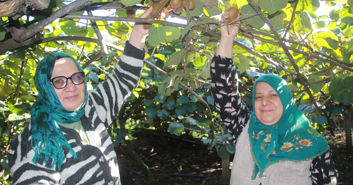 6 bin 200 ton rekolte bekleniyor: Ekonomiye katkısı 500 milyon TL