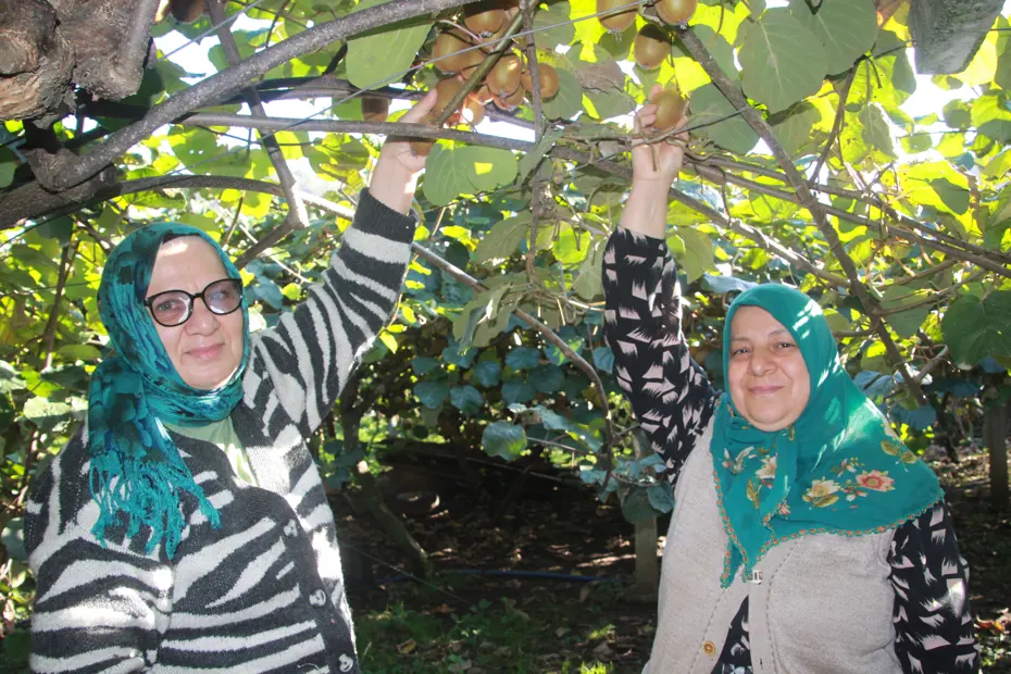 6 bin 200 ton rekolte bekleniyor: Ekonomiye katkısı 500 milyon TL