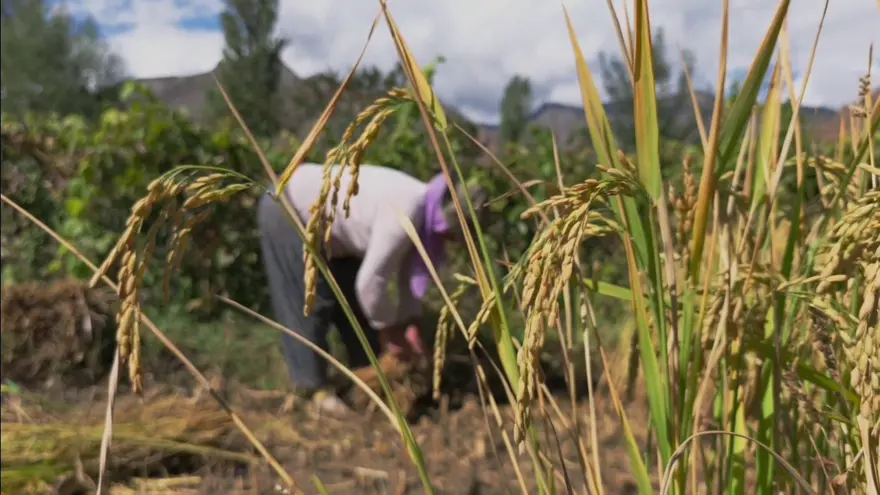 Dağların arasında bereketli topraklar: Hasadı başladı, üretimin yapıldığını duyan şaşırıyor 3