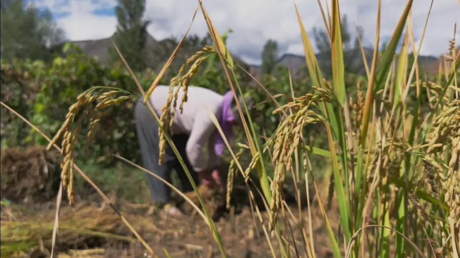 Dağların arasında bereketli topraklar: Hasadı başladı, üretimin yapıldığını duyan şaşırıyor
