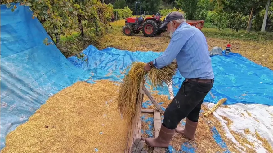 Dağların arasında bereketli topraklar: Hasadı başladı, üretimin yapıldığını duyan şaşırıyor 1