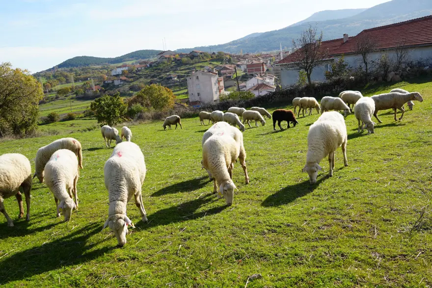 Mimar oldu, köyüne döndü: Onu "Küpeli Çoban" olarak tanıyorlar Mimar oldu, köyüne döndü: Onu "Küpeli Çoban" olarak tanıyorlar