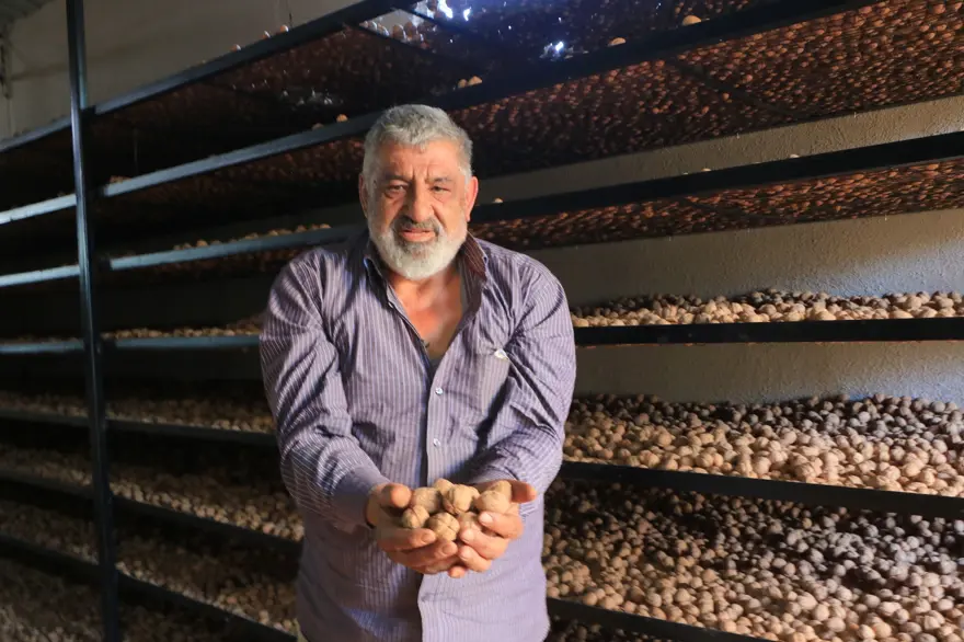 "BU YIL VERİM AZ AMA FİYAT İYİ" 3