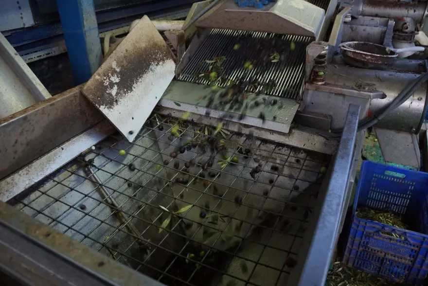 Rekolte düşük ama yine yüz güldürdü: Dönüşümü başladı 2