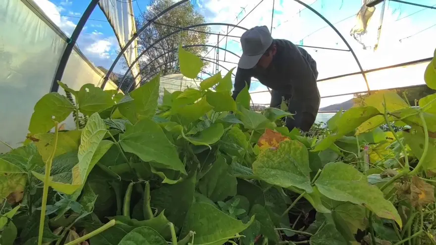 Erzurumlular ona 'beyaz altın' diyor: Kilosu 500 lirayı buluyor 1 Erzurumlular ona 'beyaz altın' diyor: Kilosu 500 lirayı buluyor 1