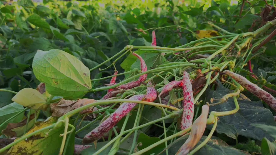 Erzurumlular ona 'beyaz altın' diyor: Kilosu 500 lirayı buluyor Erzurumlular ona 'beyaz altın' diyor: Kilosu 500 lirayı buluyor