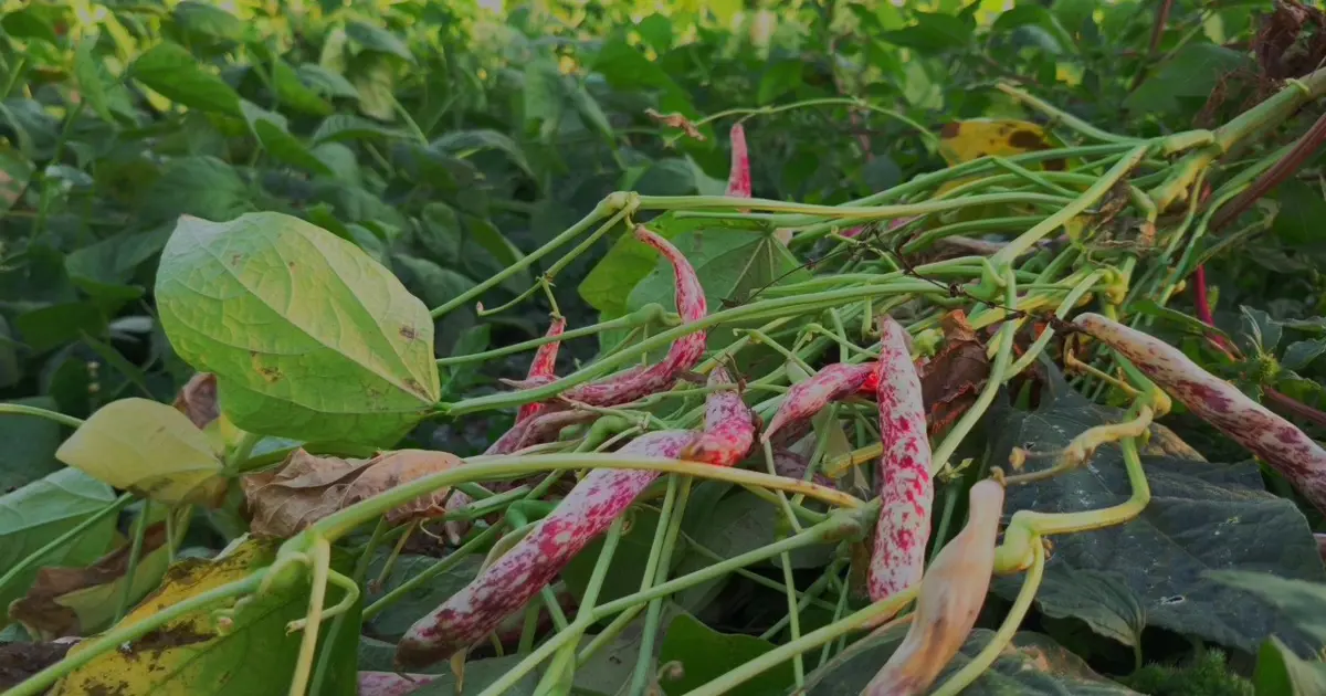 Erzurumlular ona 'beyaz altın' diyor: Kilosu 500 lirayı buluyor
