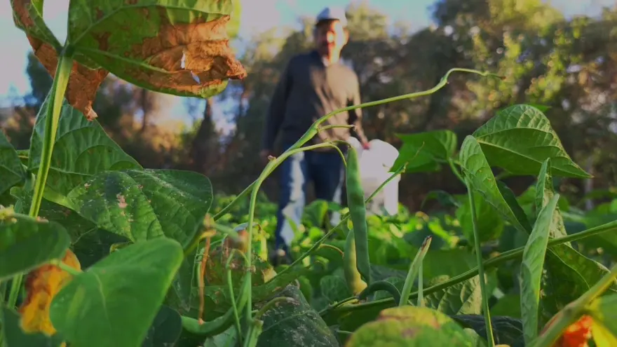 Erzurumlular ona 'beyaz altın' diyor: Kilosu 500 lirayı buluyor 2 Erzurumlular ona 'beyaz altın' diyor: Kilosu 500 lirayı buluyor 2