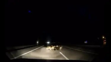 Sürüye otomobil çarptı koyunlar telef oldu