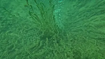 Sapanca Gölü&#x27;nde korkutan görüntü: Vatandaşlar rahat uyuyamıyor, depremin habercisi mi?