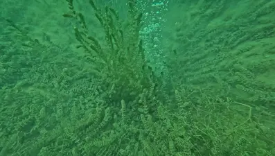 Sapanca Gölü'nde korkutan görüntü: Vatandaşlar rahat uyuyamıyor, depremin habercisi mi?