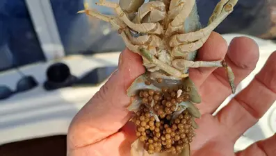 Eğirdir Gölü'nde ele geçirildi: Ekipler hepsine el koydu