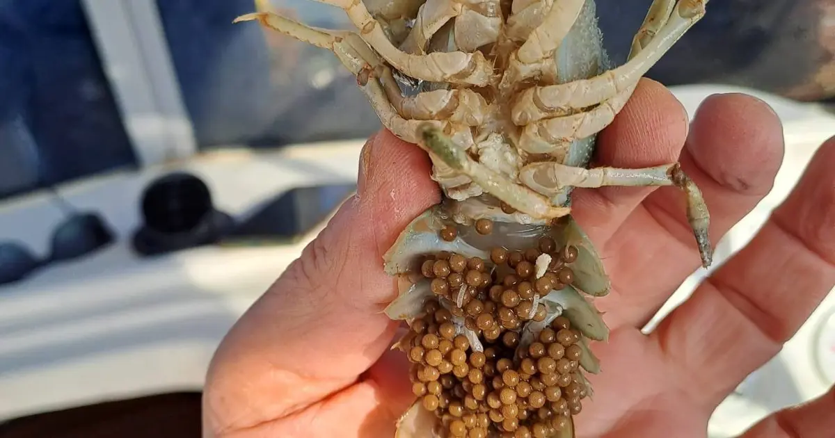 Eğirdir Gölü'nde ele geçirildi: Ekipler hepsine el koydu