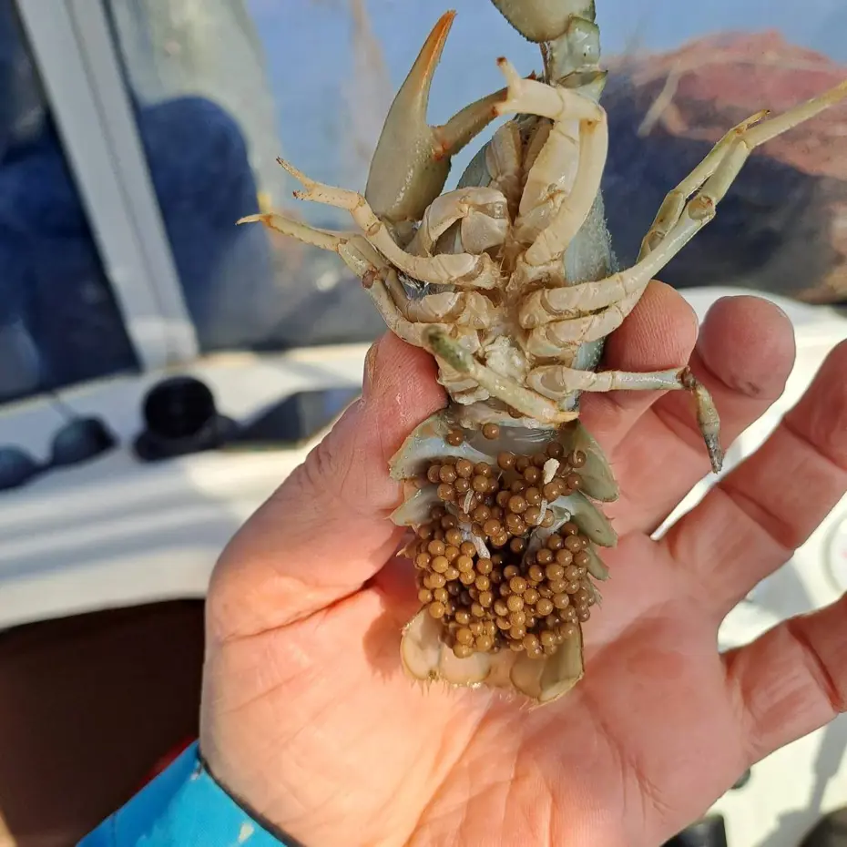 Eğirdir Gölü'nde ele geçirildi: Ekipler hepsine el koydu